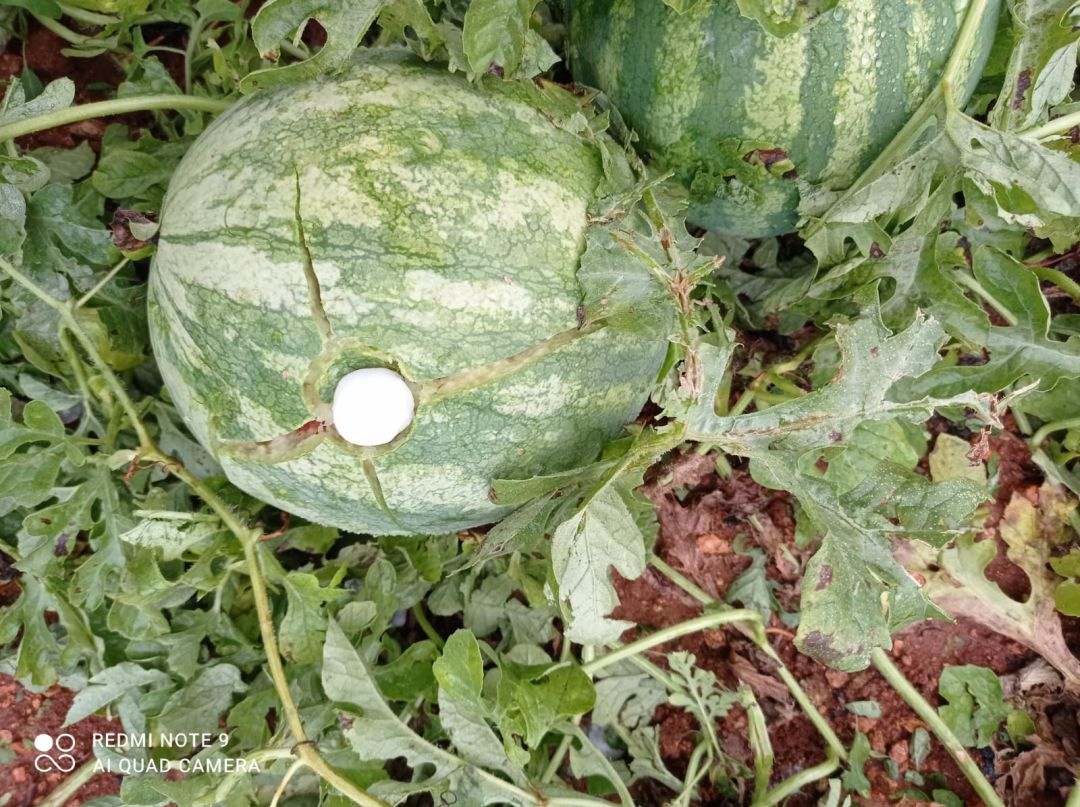 Campo de cultivo de sandía en Benicarló afectado por el granizo del sábado Campo de cultivo de sandía en Benicarló afectado por el granizo del sábado