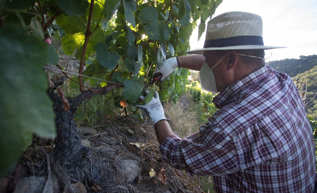Un vendimiador corta racimos de uvas en el viñedo. Un vendimiador corta racimos de uvas en el viñedo.