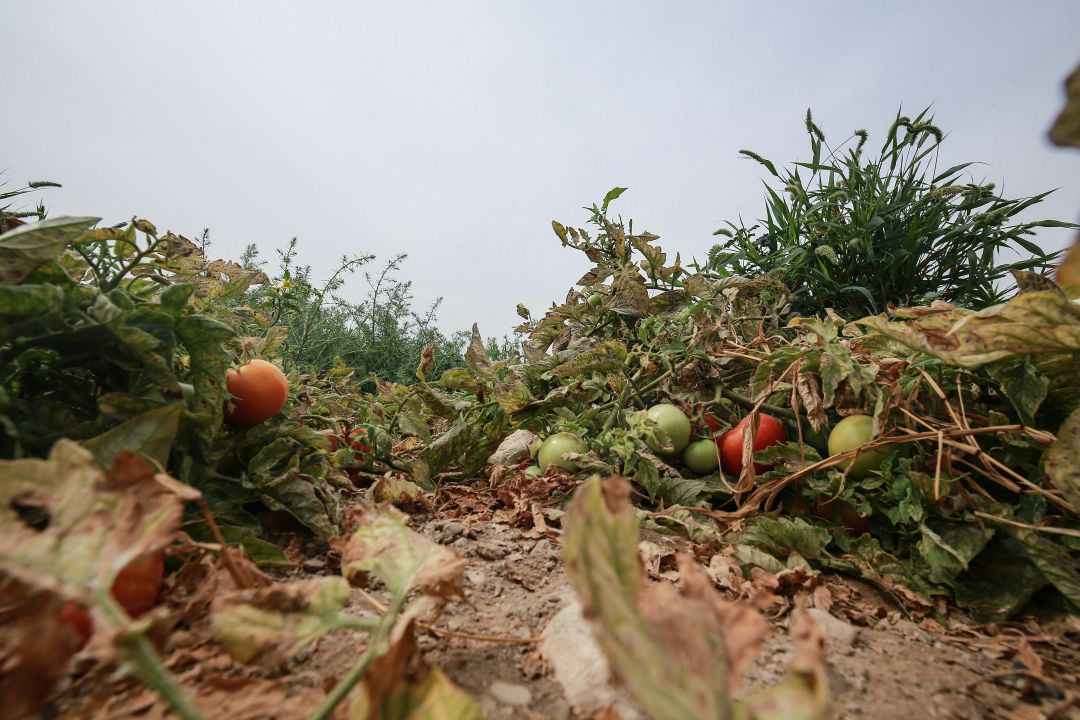 Cultivo de tomates en una imagen de archivo Cultivo de tomates en una imagen de archivo