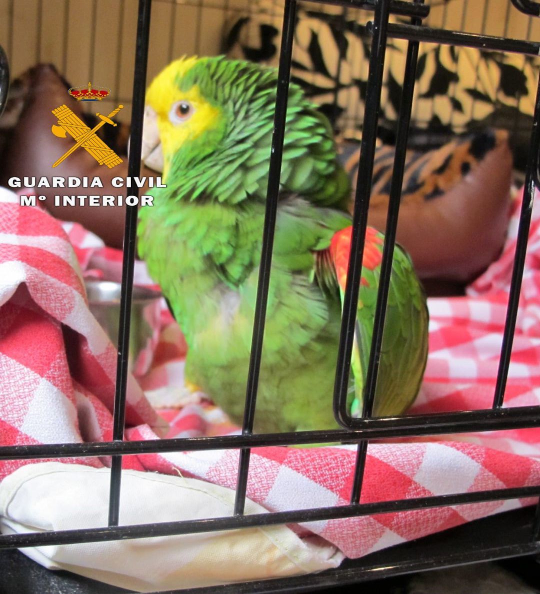 Loro al que disparó el imputado por maltrato animal en la Merindad de Estella Loro al que disparó el imputado por maltrato animal en la Merindad de Estella