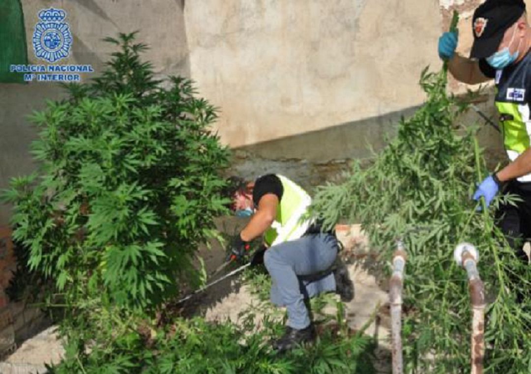 Plantas de marihuana intervenidas en la operación Plantas de marihuana intervenidas en la operación