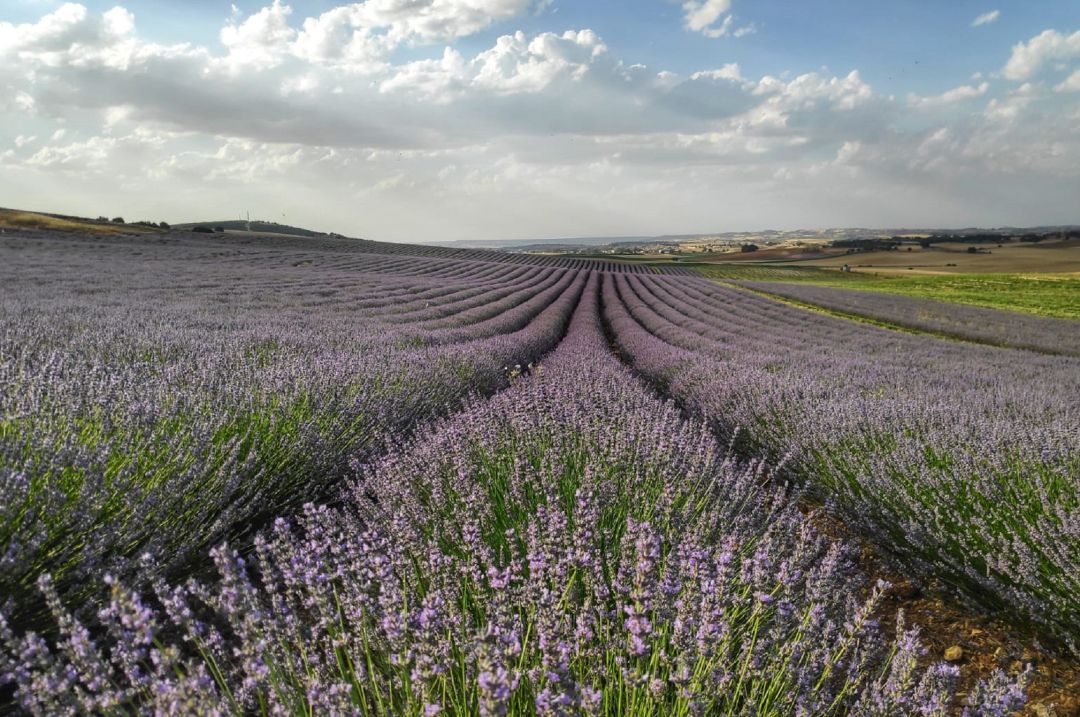 En los últimos años ha aumentado el cultivo de lavanda y lavandín en Cuenca. En los últimos años ha aumentado el cultivo de lavanda y lavandín en Cuenca.