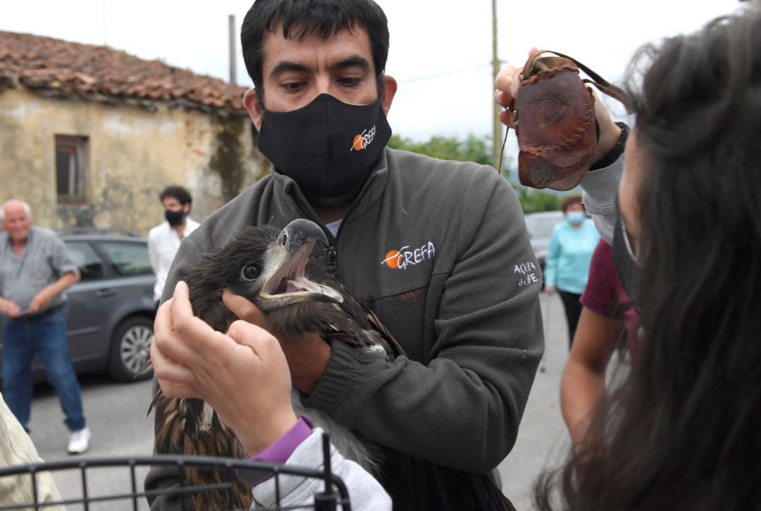 El Proyecto Pigargo se puso en marcha esta semana con la suelta de varios ejemplares en alzona de Pimiango (Ribadedeva). El Proyecto Pigargo se puso en marcha esta semana con la suelta de varios ejemplares en alzona de Pimiango (Ribadedeva).