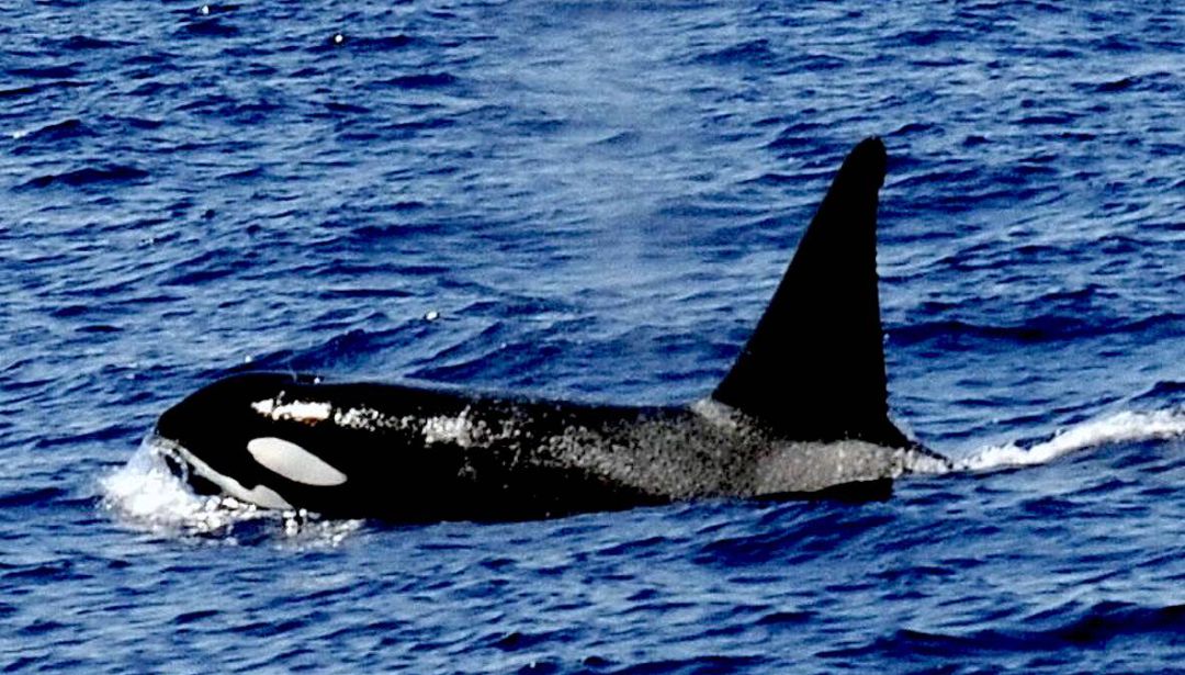 Una Orca en el Estrecho de Gibraltar Una Orca en el Estrecho de Gibraltar
