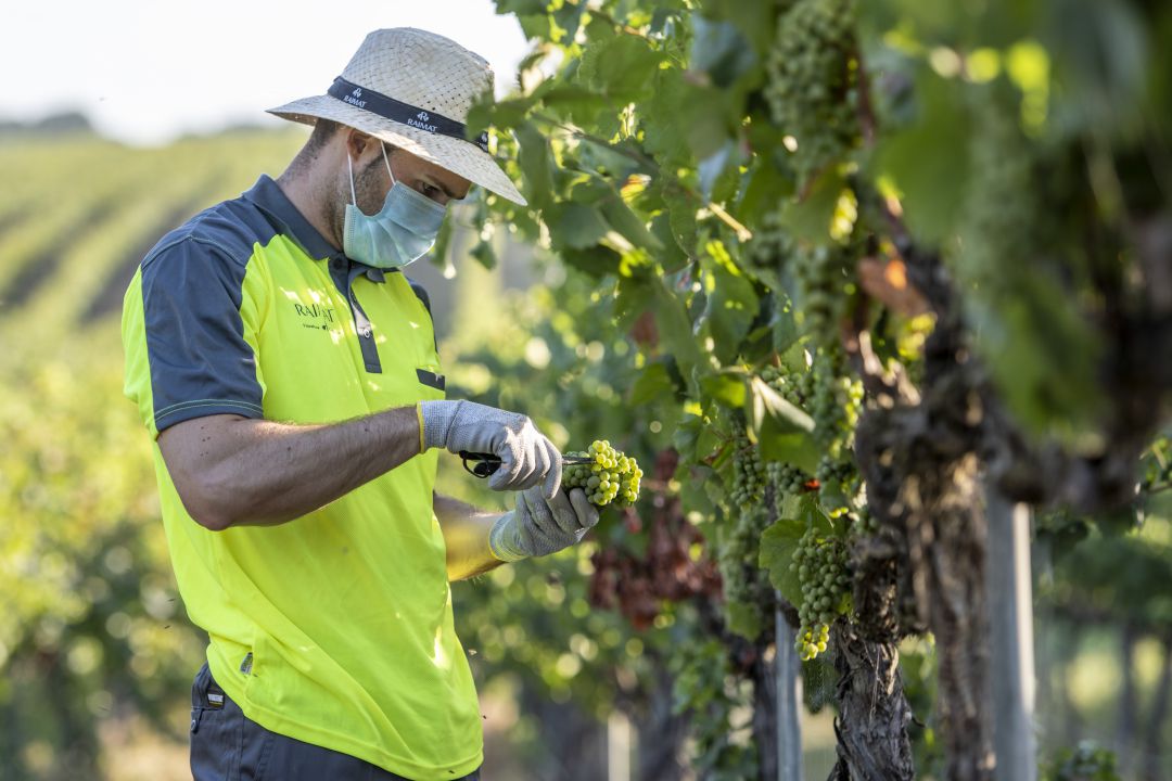 La primera varietat que es cull és Chardonnay. La primera varietat que es cull és Chardonnay.
