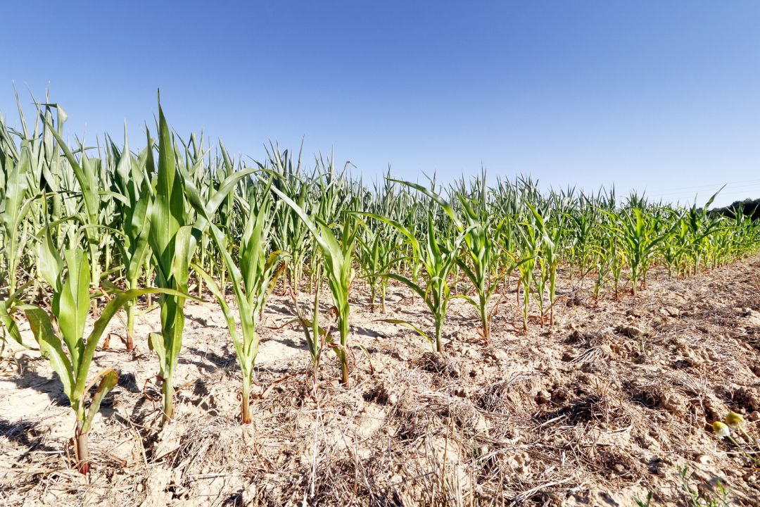 Cultivo de maíz durante una sequía Cultivo de maíz durante una sequía