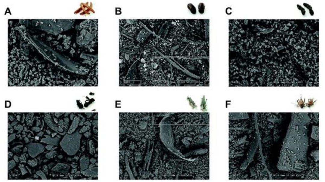 Imagen obtenida con microscopía electrónica de harinas de diferentes insectos gusano de la harina (A), escarabajo (B), oruga (C), hormiga (D), langosta (E) y grillo (F). Imagen obtenida con microscopía electrónica de harinas de diferentes insectos gusano de la harina (A), escarabajo (B), oruga (C), hormiga (D), langosta (E) y grillo (F).