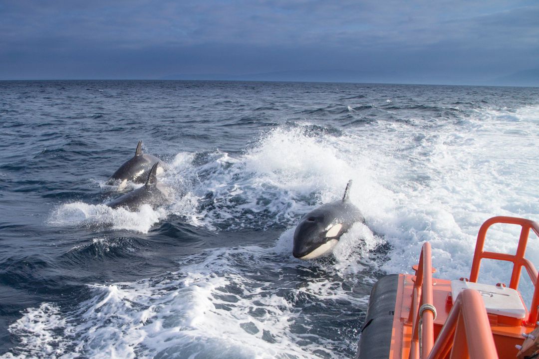Salvamento rescata a dos personas de un velero en Tarifa tras la rotura de su timón tras un choque con orcas Salvamento rescata a dos personas de un velero en Tarifa tras la rotura de su timón tras un choque con orcas