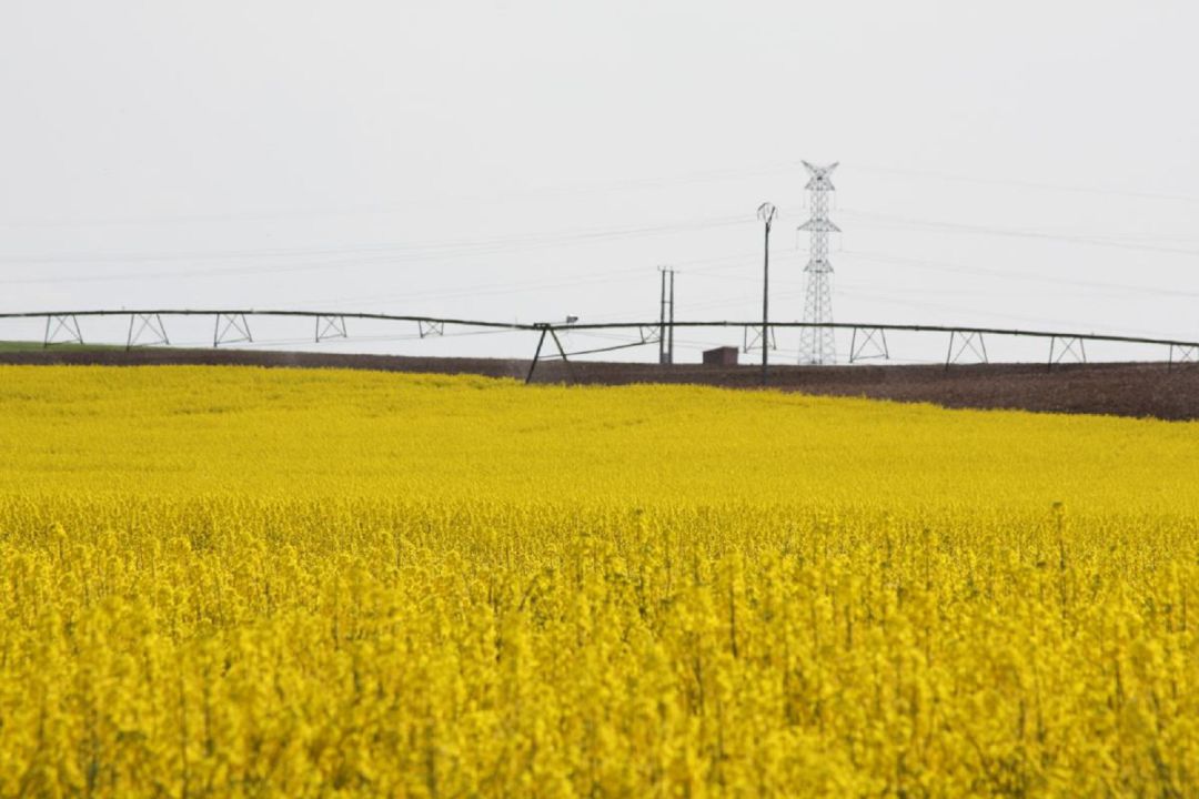 La colza se pagará en Acor a más de 500 euros la hectárea e incrementa la producción La colza se pagará en Acor a más de 500 euros la hectárea e incrementa la producción