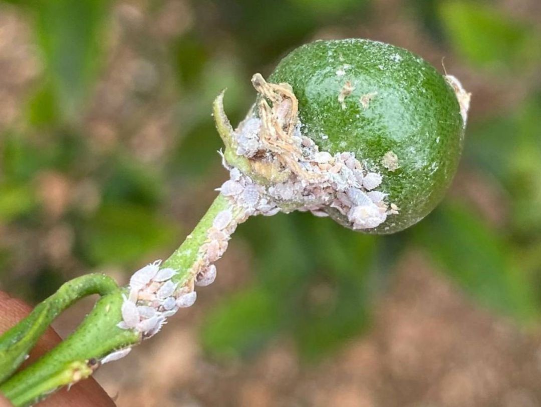 Cítrico afectado por la plaga del cotonet. Cítrico afectado por la plaga del cotonet.