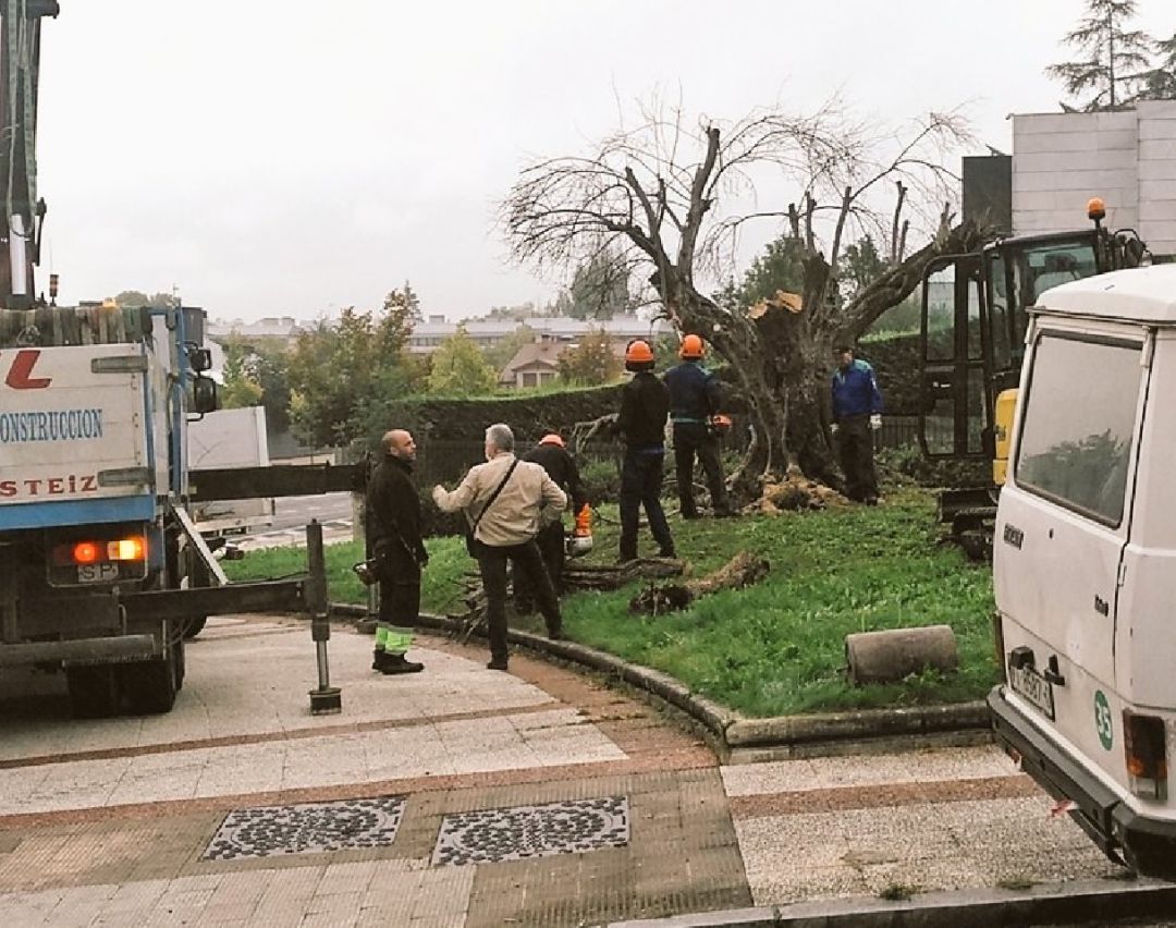 Operarios trabajan en la retirada del olivo de Ariznabarra Operarios trabajan en la retirada del olivo de Ariznabarra