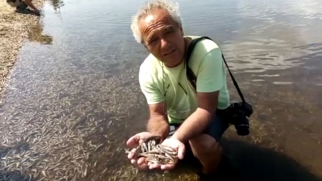 Pedro García, presidente de ANSE, muestra los peces muertos en Puerto Bello, en el Mar Menor. Archivo Pedro García, presidente de ANSE, muestra los peces muertos en Puerto Bello, en el Mar Menor. Archivo