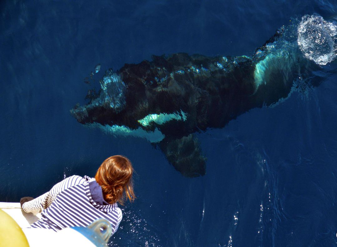El 'ataque' de las orcas a los barcos en el Estrecho responde a un comportamiento lúdico, advierten expertos El 'ataque' de las orcas a los barcos en el Estrecho responde a un comportamiento lúdico, advierten expertos