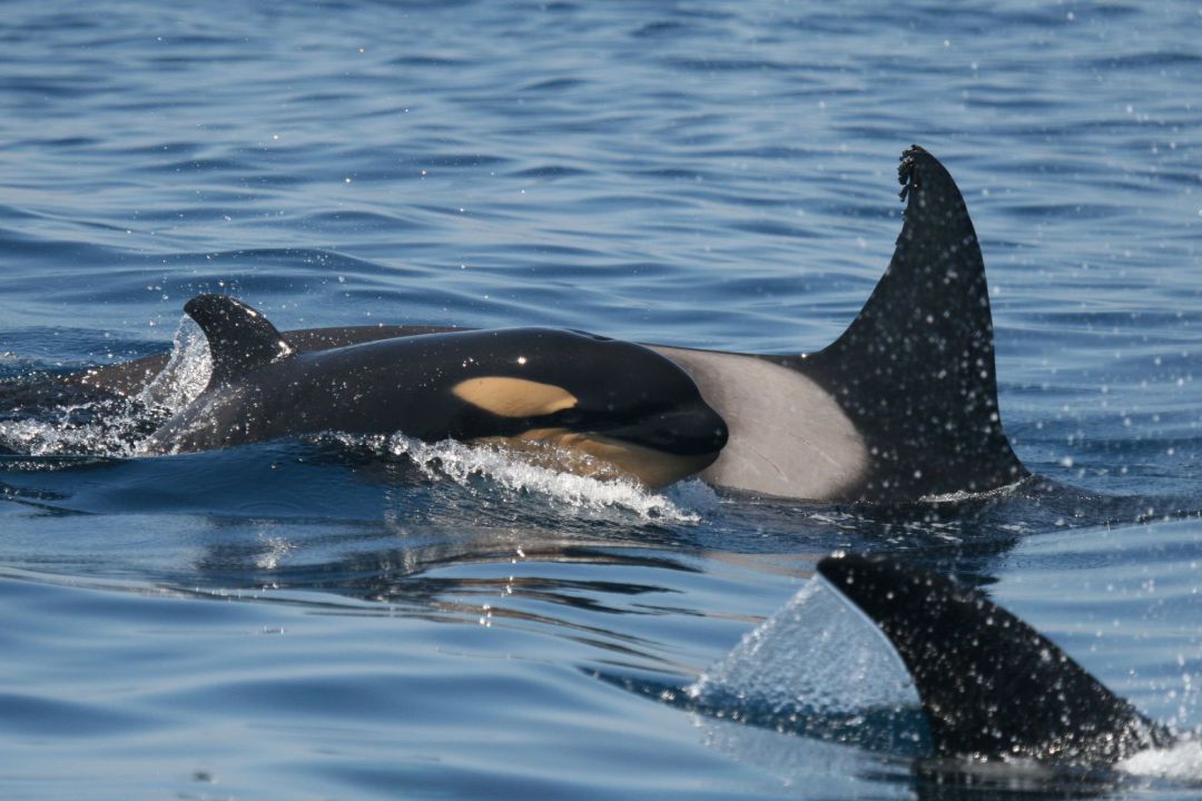Orcas en tránsito por el Estrecho Orcas en tránsito por el Estrecho