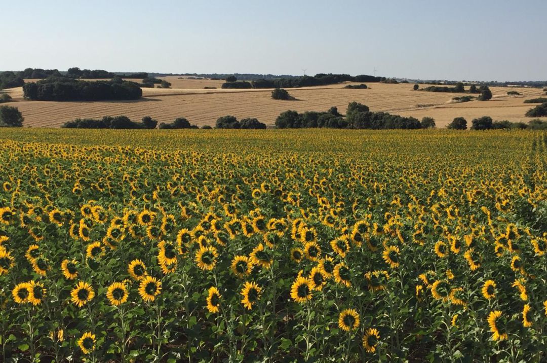 Girasoles en la Alcarria conquense Girasoles en la Alcarria conquense