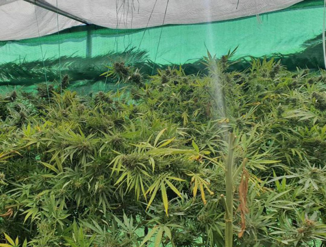 Plantación de marihuana Plantación de marihuana