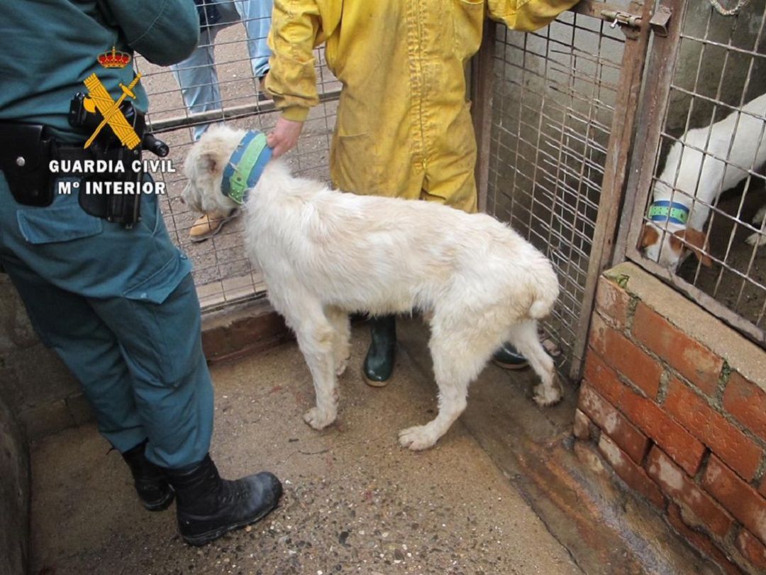 Uno de los animales con las intervenciones ilegales en orejas y rabo Uno de los animales con las intervenciones ilegales en orejas y rabo