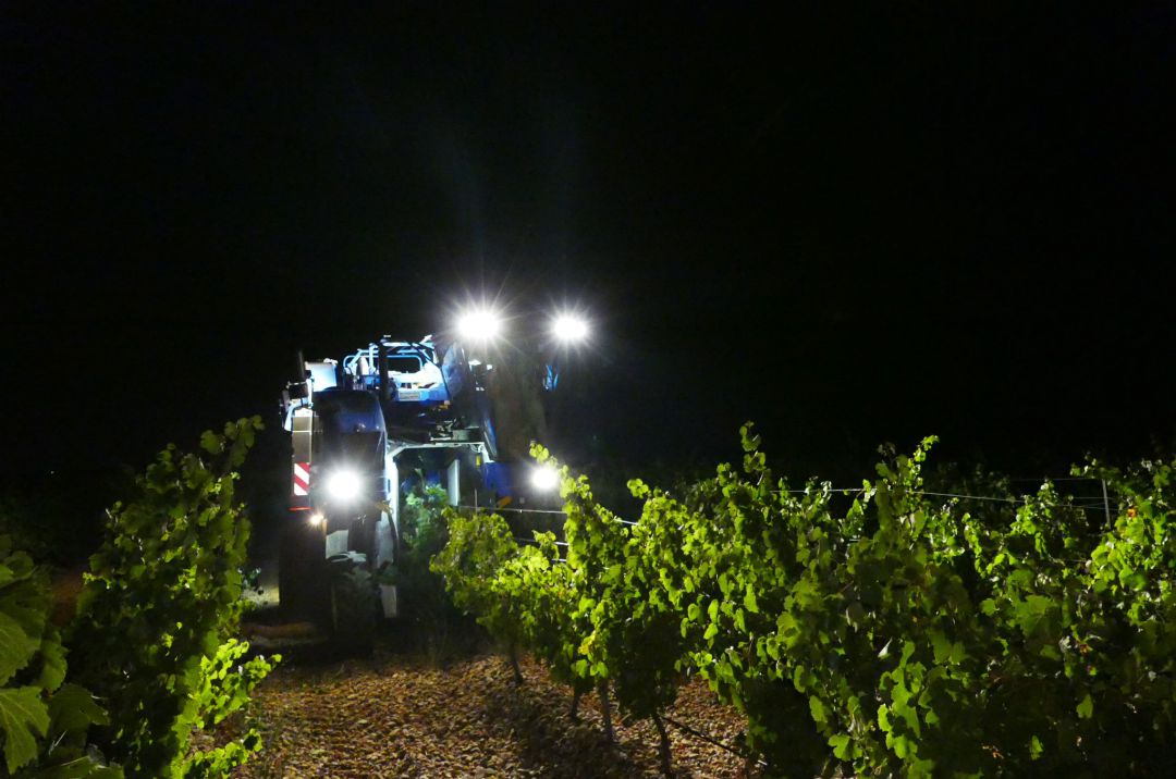 Las variedades más tempranas de uva ya se recogen en la DO Rueda Las variedades más tempranas de uva ya se recogen en la DO Rueda