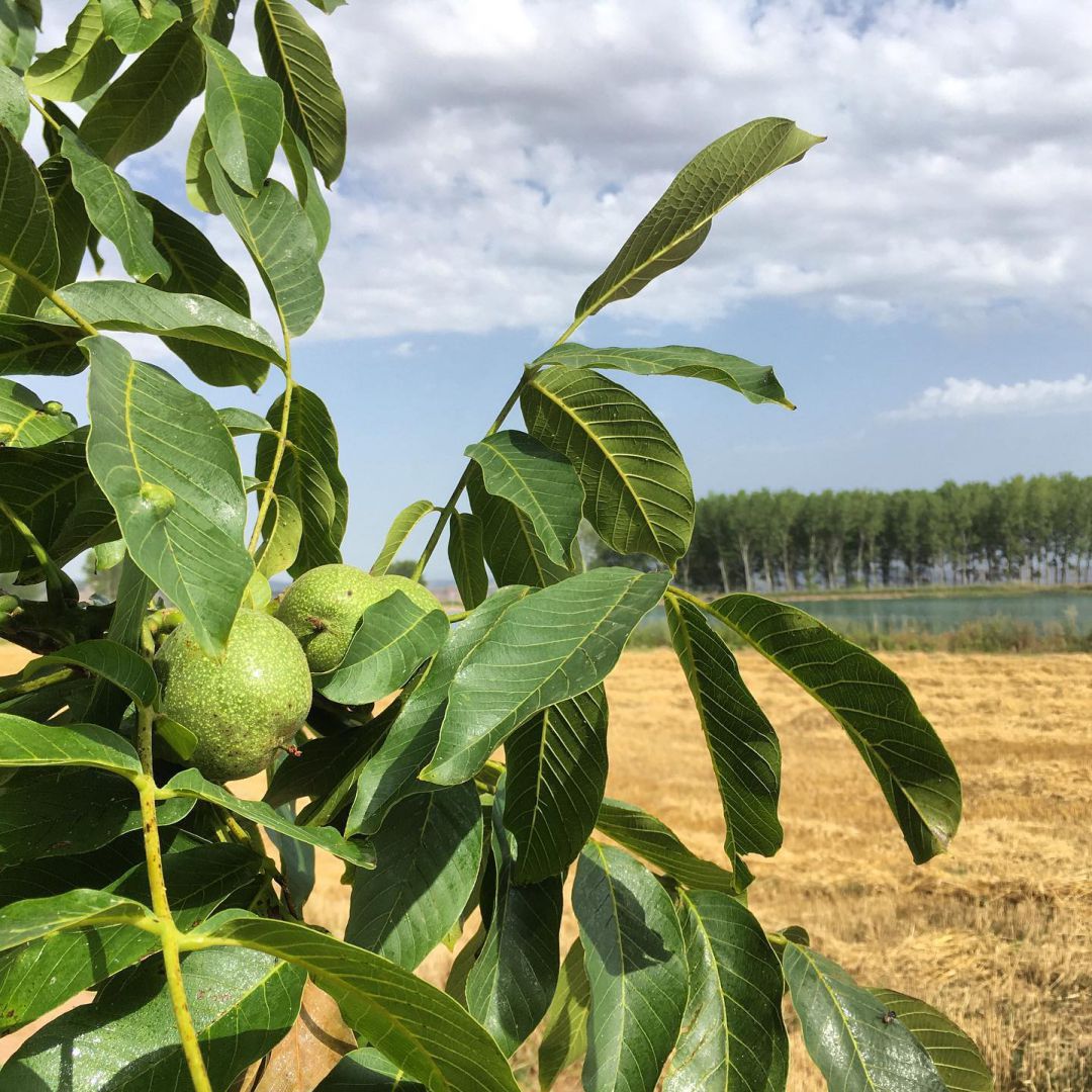 Imagen de una plantación de nogales incluida en la Denominación de Origen Protegida Nuez de Pedroso. Imagen de una plantación de nogales incluida en la Denominación de Origen Protegida Nuez de Pedroso.