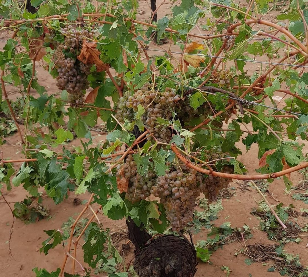 Daños en el campo por el temporal Daños en el campo por el temporal