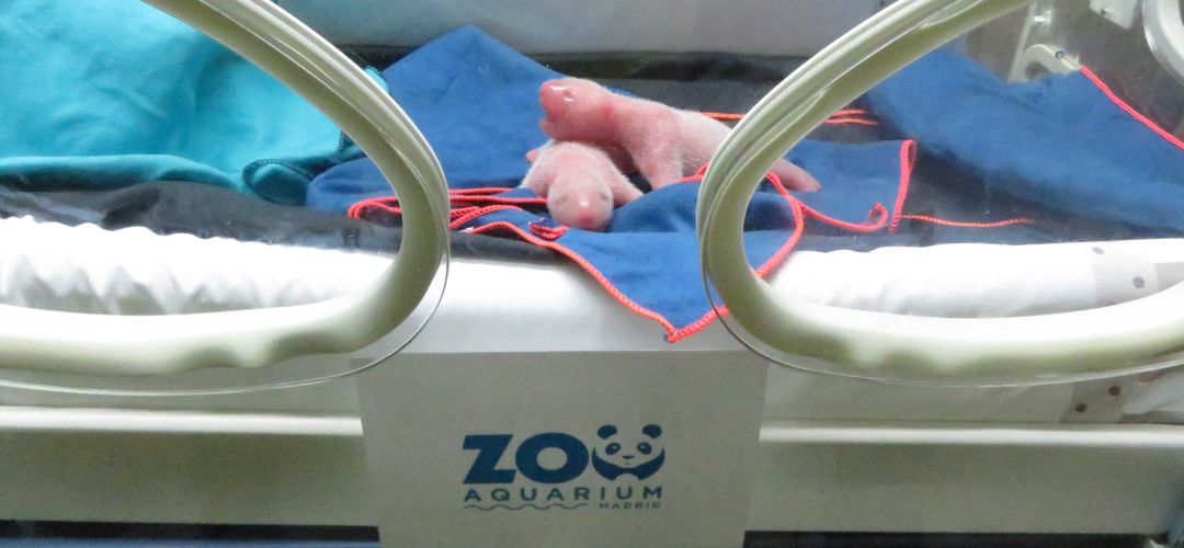 Las crías han pasado ya el primer chequeo veterinario pero de momento no podrán ser vistas por el público Las crías han pasado ya el primer chequeo veterinario pero de momento no podrán ser vistas por el público