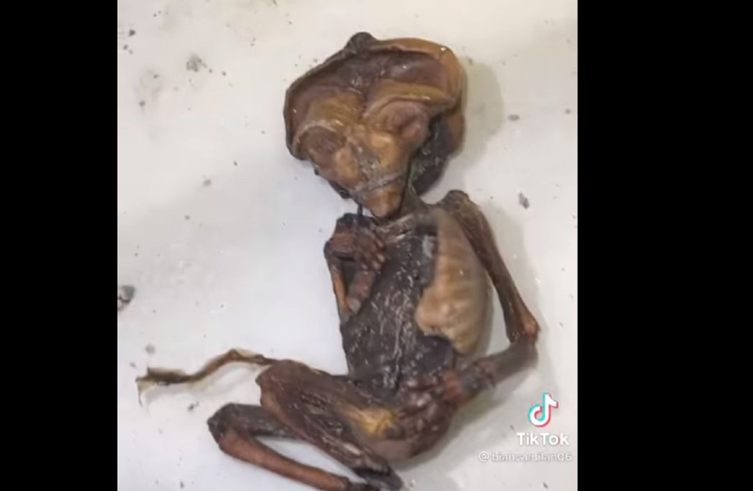 Uno de los fetos encontrados. Uno de los fetos encontrados.