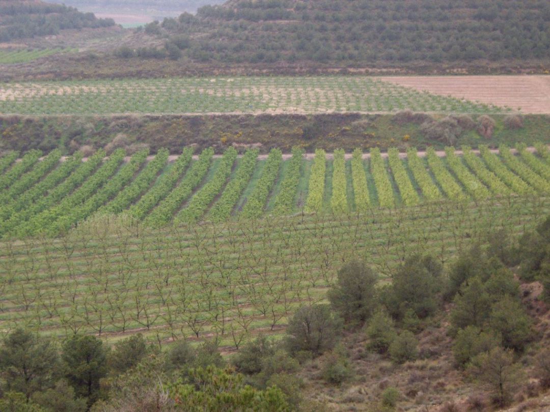 Es vol investigar la relació entre l'agricultura i la contaminació dels aqüífers per nitrats. Es vol investigar la relació entre l'agricultura i la contaminació dels aqüífers per nitrats.