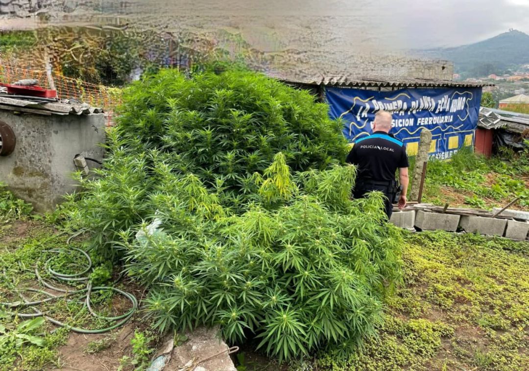 La Policía Local de Pontevedra detiene al dueño de una finca donde tenía plantada marihuana a pie de calle La Policía Local de Pontevedra detiene al dueño de una finca donde tenía plantada marihuana a pie de calle