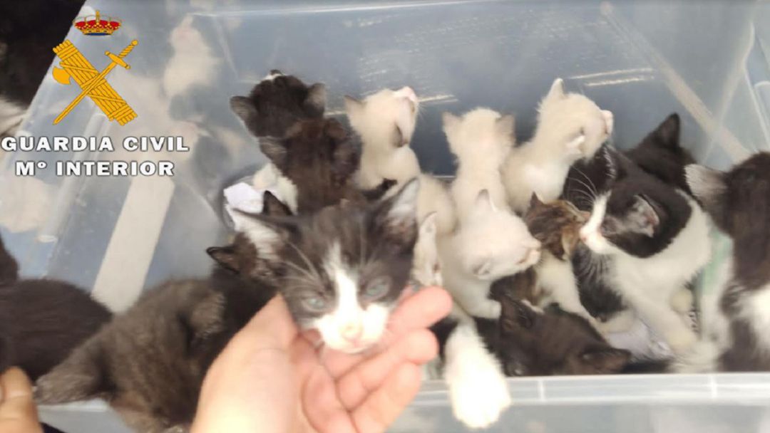 Imagen de los animales suministrada por la Guardia Civil Imagen de los animales suministrada por la Guardia Civil