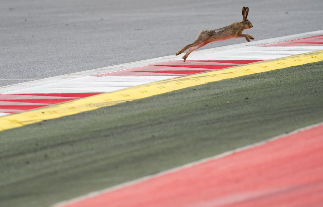 Un conejo se cuela en el circuito de Monza Un conejo se cuela en el circuito de Monza