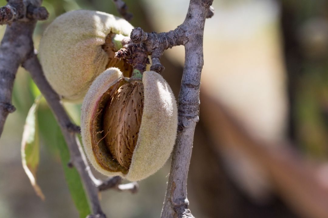 Producción agrícola ecológica Producción agrícola ecológica