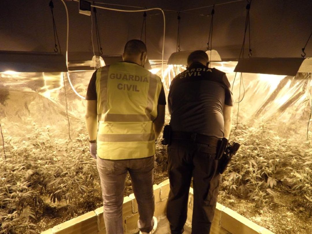 Actuación de la Guardia Civil para la desarticulación de un cultivo de marihuana en Arjona. Actuación de la Guardia Civil para la desarticulación de un cultivo de marihuana en Arjona.