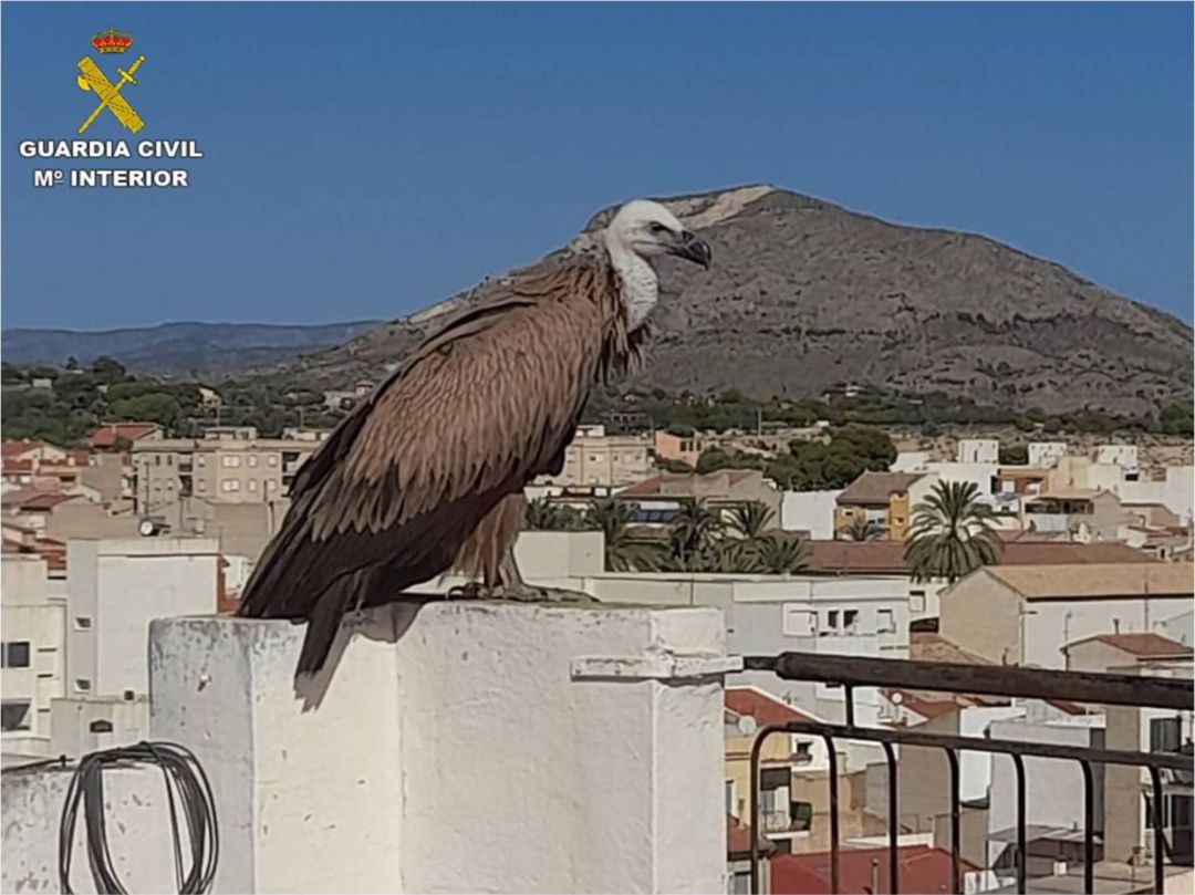 El buitre en la azotea de Novelda El buitre en la azotea de Novelda