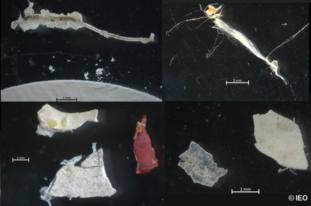 Microplásticos encontrados en la Ría Microplásticos encontrados en la Ría