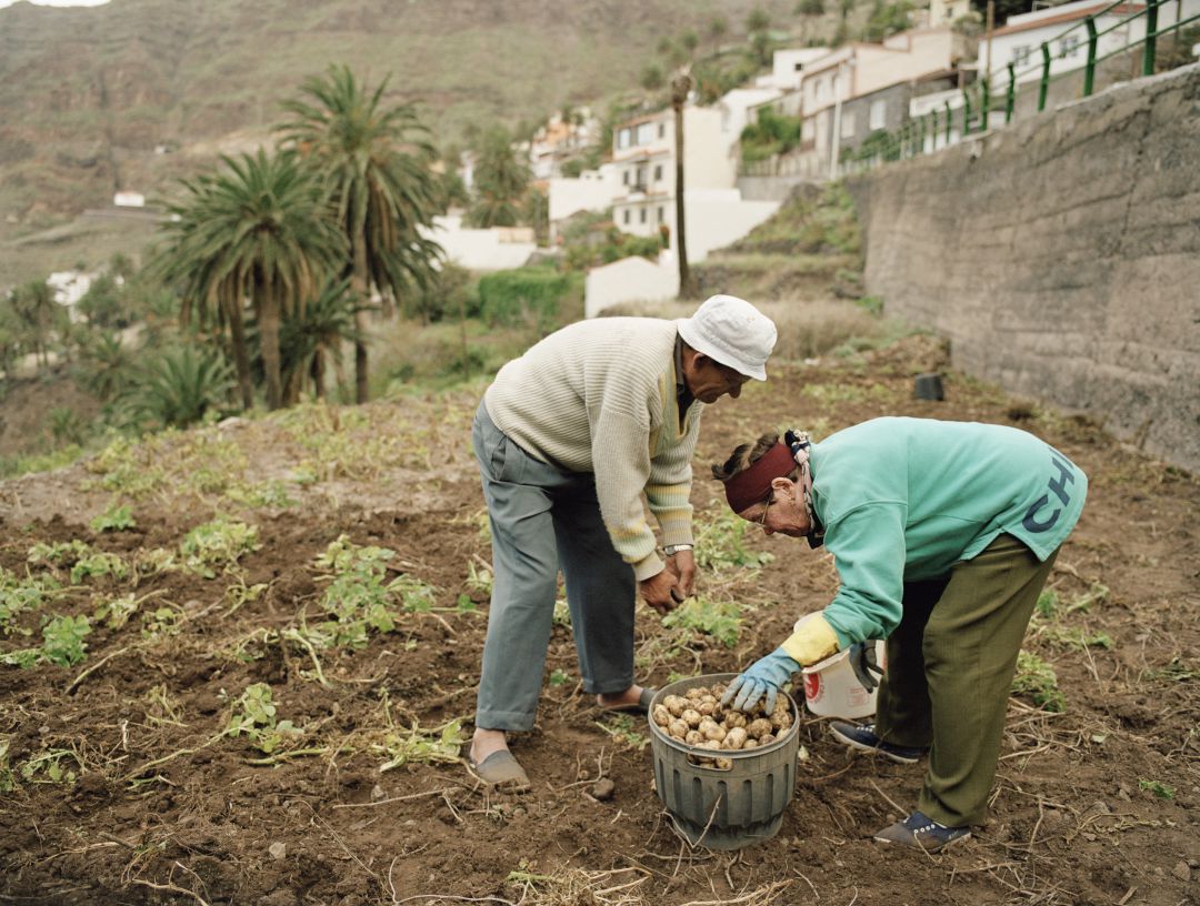 Dos agricultores de La Gomera en sus labores de labranza (archivo) Dos agricultores de La Gomera en sus labores de labranza (archivo)