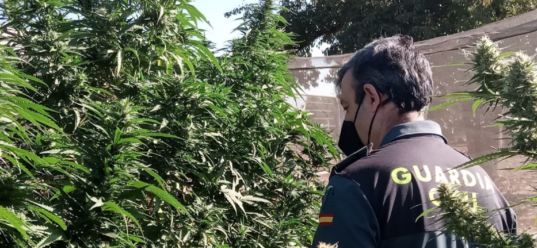 Plantación de marihuana hallada por la Guardia Civil en Baños de la Encina. Plantación de marihuana hallada por la Guardia Civil en Baños de la Encina.