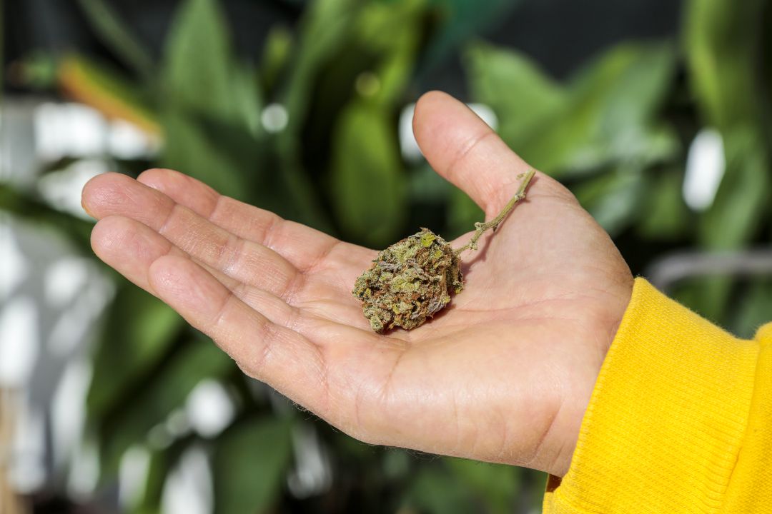 La adiccion al cannabis aumenta en Cantabria. La adiccion al cannabis aumenta en Cantabria.