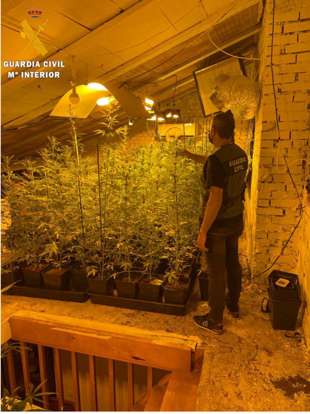 Plantación de marihuana en el interior de una vivienda en Navafría Plantación de marihuana en el interior de una vivienda en Navafría