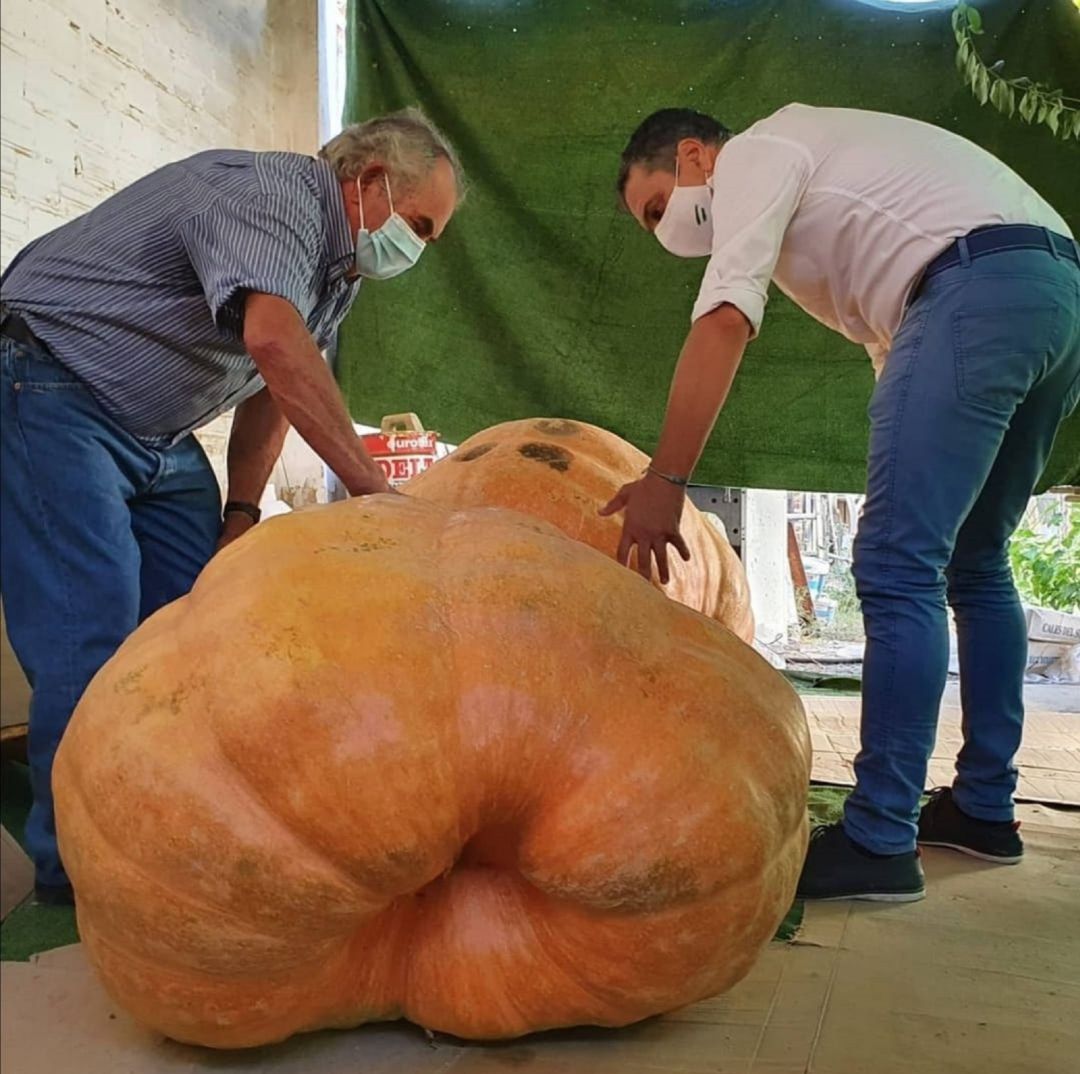 Manuel Rodríguez y su calabaza de 250 kilos Manuel Rodríguez y su calabaza de 250 kilos