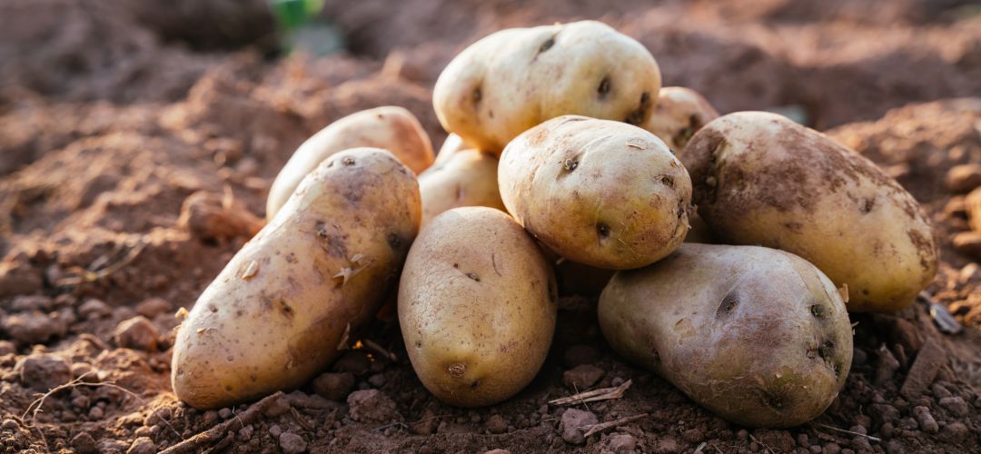 La huerta fuenlabreña experimenta para hallar la mejor patata posible La huerta fuenlabreña experimenta para hallar la mejor patata posible