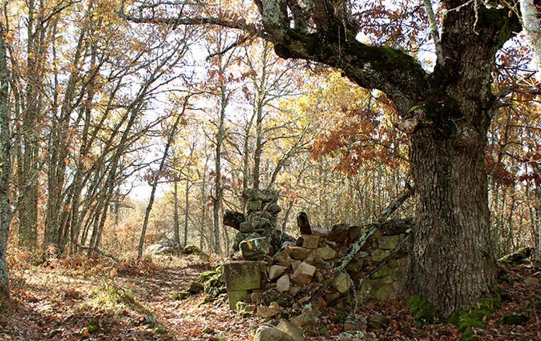 Robledales de Soria Robledales de Soria