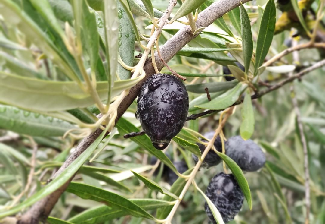 La aceituna está resultando ser más escasa en los olivares jiennenses debido a la falta de lluvias, pero se prevé un producto de altísima calidad en la campaña 2021-2022 La aceituna está resultando ser más escasa en los olivares jiennenses debido a la falta de lluvias, pero se prevé un producto de altísima calidad en la campaña 2021-2022