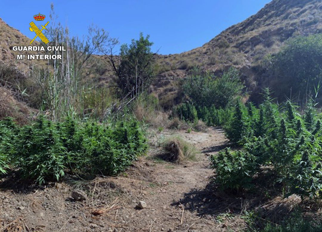 Desmantelan una plantación a campo abierto en Abanilla con 270 plantas de marihuana Desmantelan una plantación a campo abierto en Abanilla con 270 plantas de marihuana