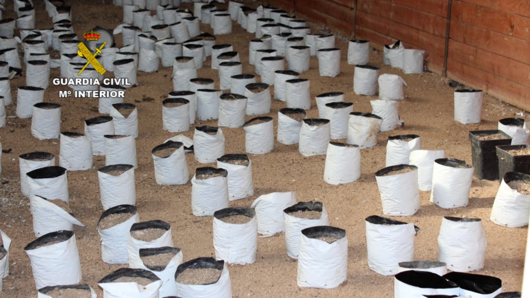 En el interior de la nave se localizaron más de 700 macetas de marihuana En el interior de la nave se localizaron más de 700 macetas de marihuana