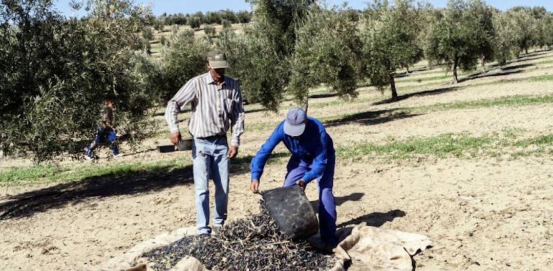 A la Patronal Agraria malagueña le resulta "paradójico" que la subida del SMI se realice de forma unilateral. A la Patronal Agraria malagueña le resulta "paradójico" que la subida del SMI se realice de forma unilateral.