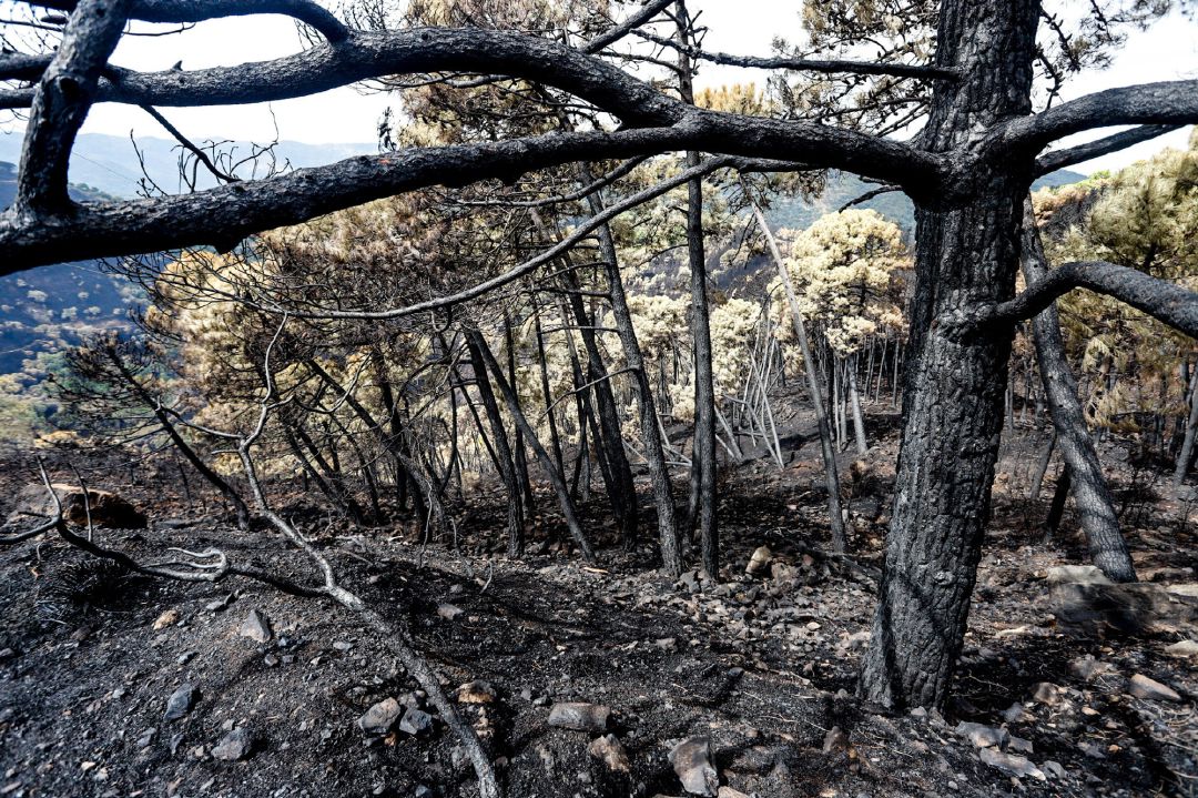 El fuego ha calcinado casi 10.000 hectáreas en una zona de alto valor ecológico El fuego ha calcinado casi 10.000 hectáreas en una zona de alto valor ecológico