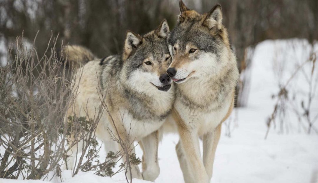 Lobos en Soria. Lobos en Soria.