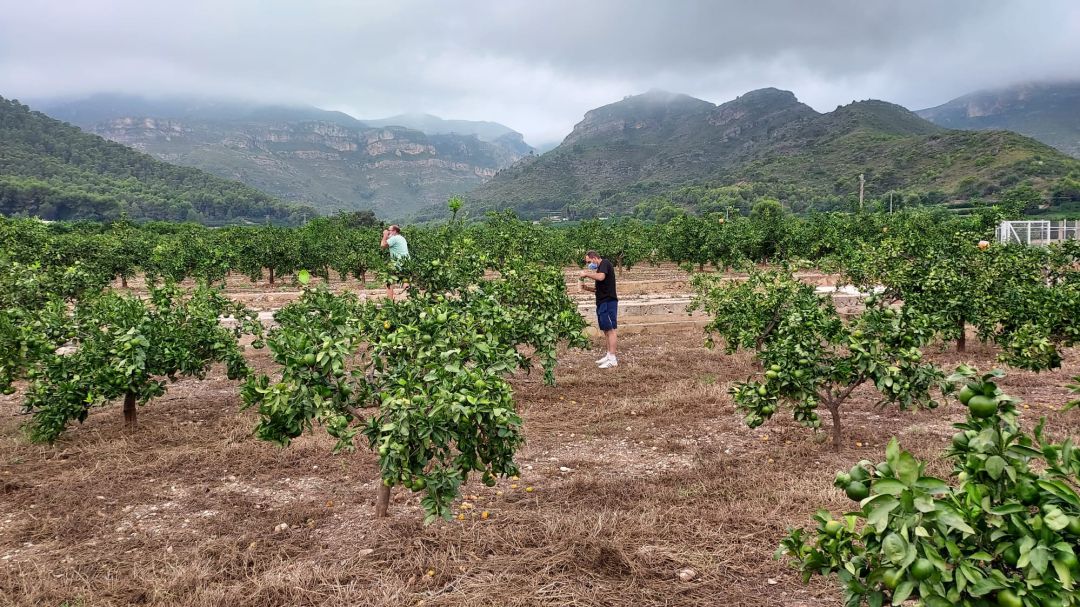 Suela de insectos contra la plaga del cotonet en Xeraco Suela de insectos contra la plaga del cotonet en Xeraco