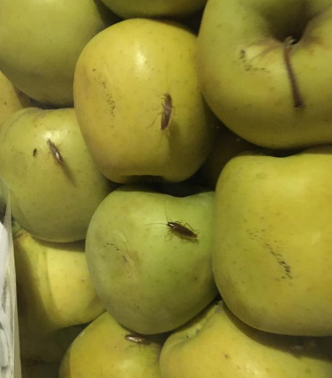 Insectos en una frutería de Gandia Insectos en una frutería de Gandia