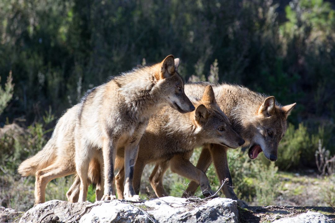 Lobos ibéricos. Lobos ibéricos.